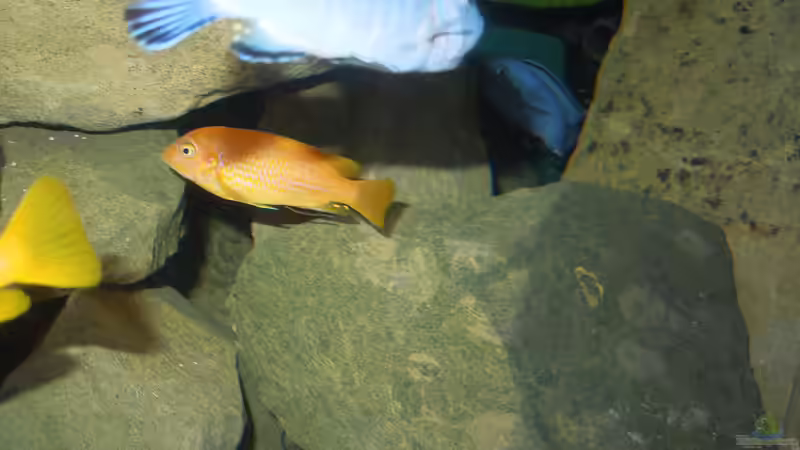 oben socolofi Mädel mit vollen Backen von Volker Alms (35)