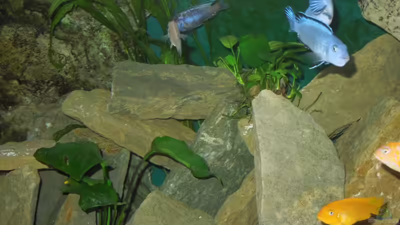 oben socolofi Mädel mit vollen Backen von Volker Alms (37)