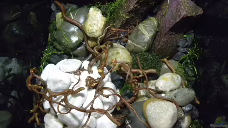 Obenansicht nach Bepflanzung von did244 (18)