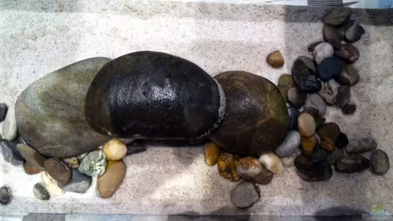 obere Beckenansicht von linlan (3)