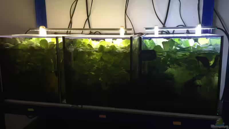 Obere Beckenreihe von Danny (6)