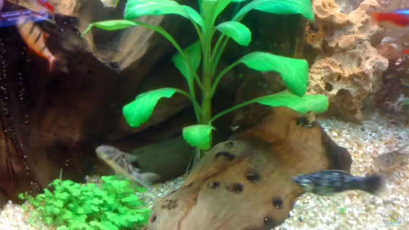 obere nicht bekannt von Kuebiwhv (7)