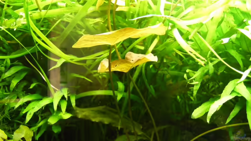 Oberer Bereich - mittig von Flossenbeschauer (4)