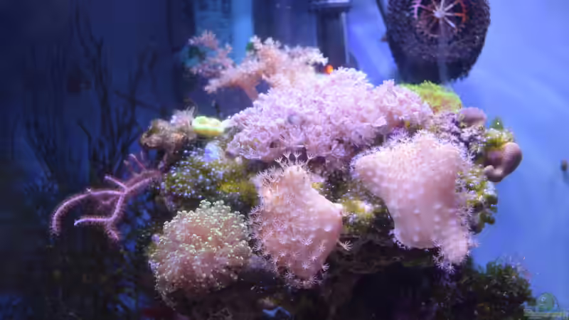 Oberer Riffaufbau am 19.09.2015 von Junglist (13)