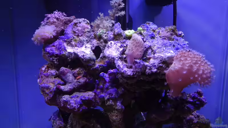 Oberer Riffaufbau nach 4 Monaten Einlaufphase von Junglist (10)