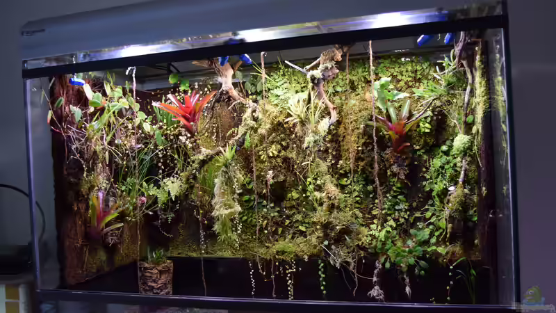 Oberer Teil besteht seit 2015 von Junglist (2)