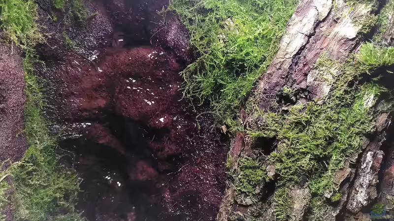 Oberer Teil des Wasserfalls von Stephi (12)