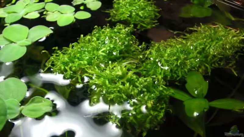 Oberfläche (Teichlebermoos) von Sterni317 (3)