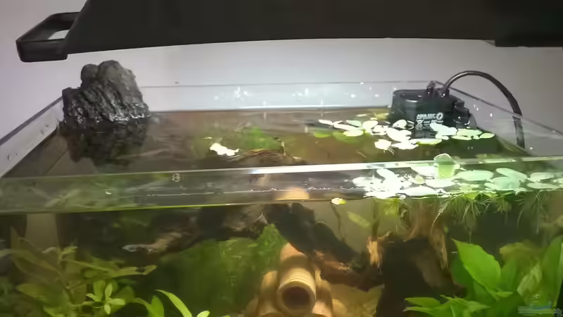 Oberfläche von garnelchen (3)