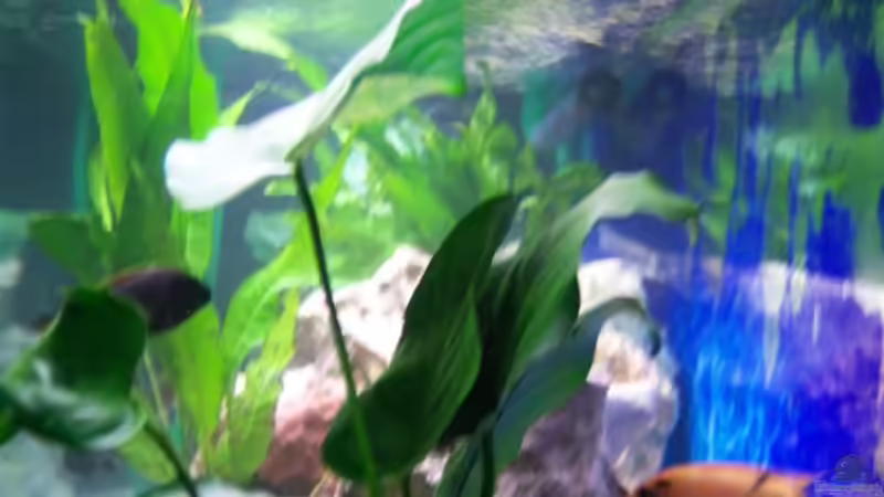 Oberflächen bewegung durch ströhmer von 47 Malawi (16)