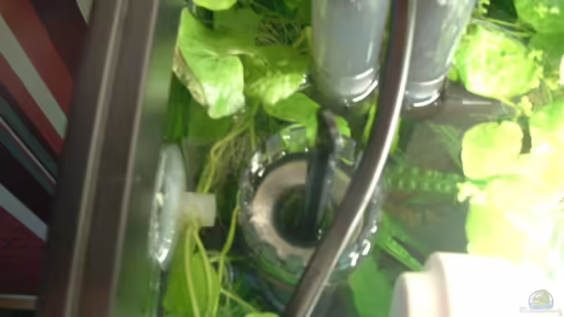 Oberflächenabsauger Juli 2010 von Herzilein (35)