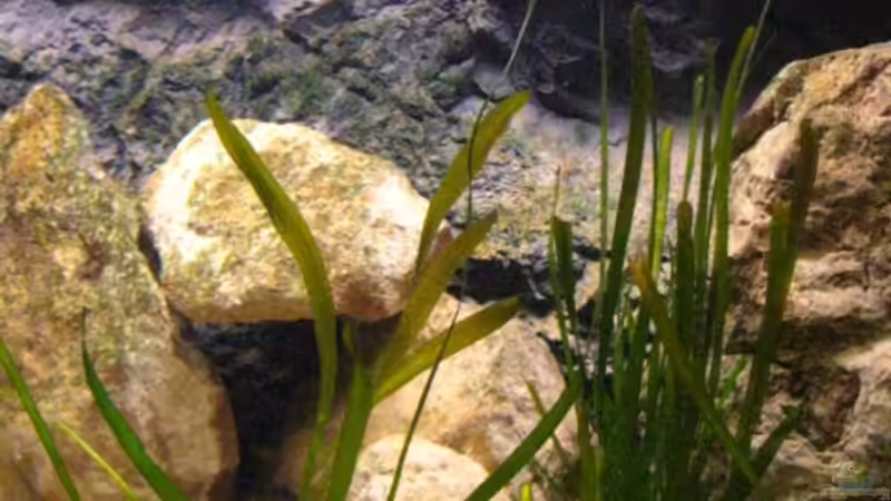 Oberflächenbewegung von Malawigo (3)