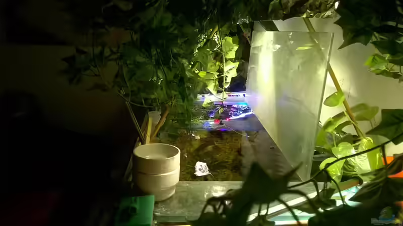 Oberseite von rechts von Lars Ascher (26)