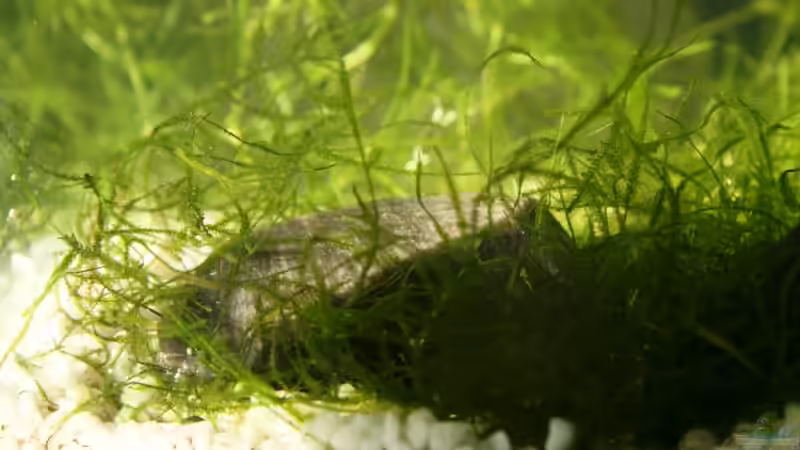 Obsidian von Yusui (2)