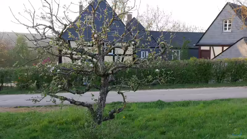 Obstbäume am Gartenteich: Eine praktische Auswahl für eine fruchtige Oase