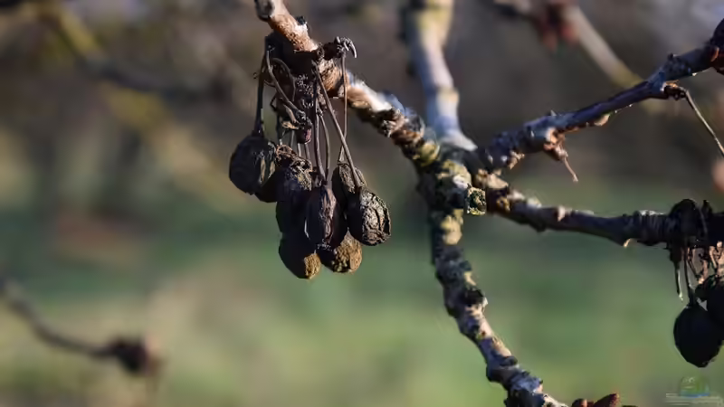 Obstbäume im Klimawandel