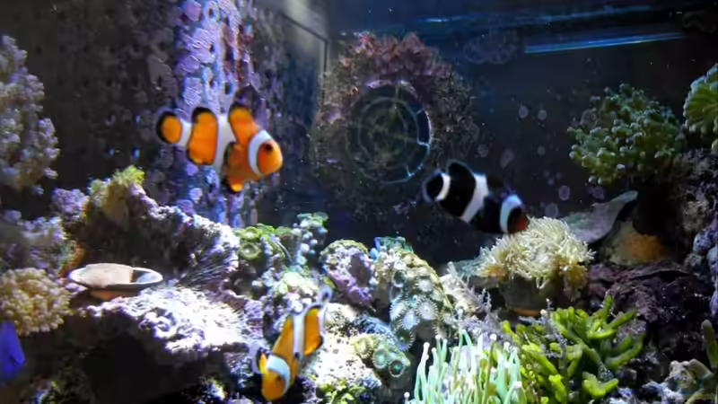 Occelaris Schule. von Rolf Mohr (24)