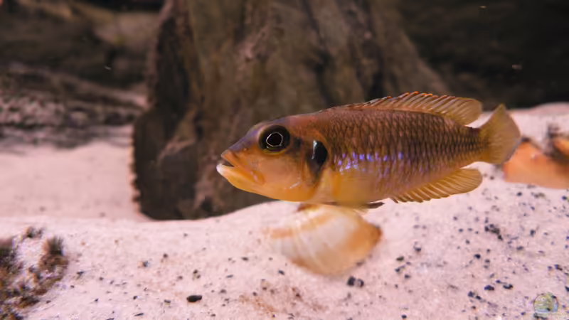 Occelatus von Baeltes (14)