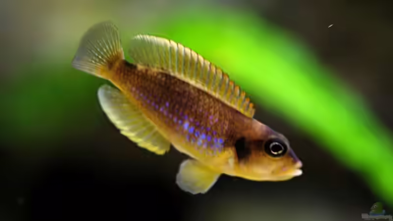 Ocellatus 05.11.2009 (abgegeben) von Jonas H (6)