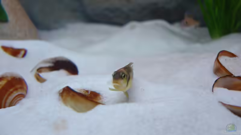 Ocellatus mit Glückflosse (Nemo) von Jan Scherrle (12)