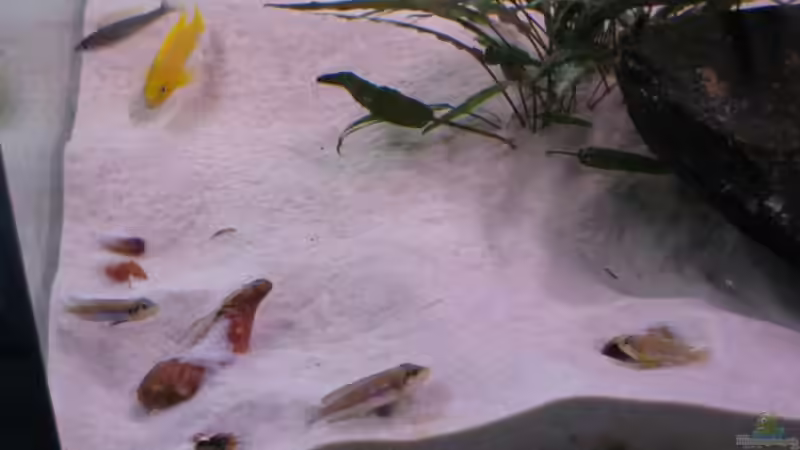 Ocellatus von Artur Schumacher (12)