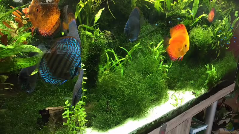 Oct.2016 von signo (49)