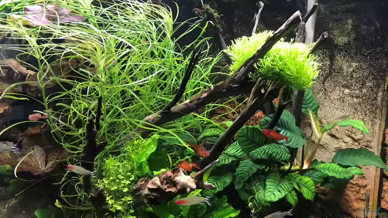 octopus 06.05.19 von Der Nicky (56)