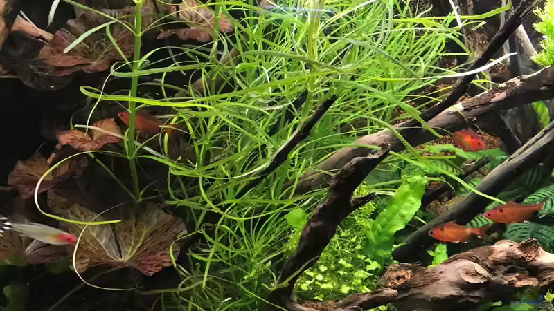 octopus 06.05.19 von Der Nicky (57)