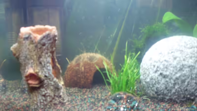 Oder den Baum lieber aufrecht? von Brausefisch (5)