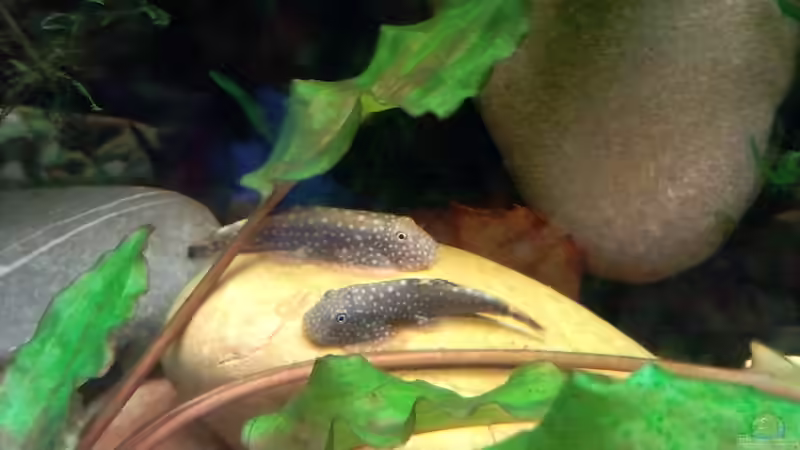 Oder doch gemeinsam? - 26.07.2011 von bergfrau (65)