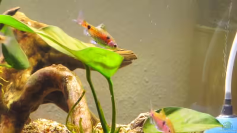Aquarien mit Barben und Bärblingen
