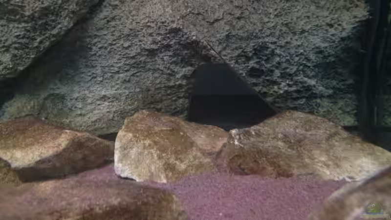 öffnung der hinterschwimmbaren Rückwand welche sehr gut angenommen wird von Green Zebra (5)