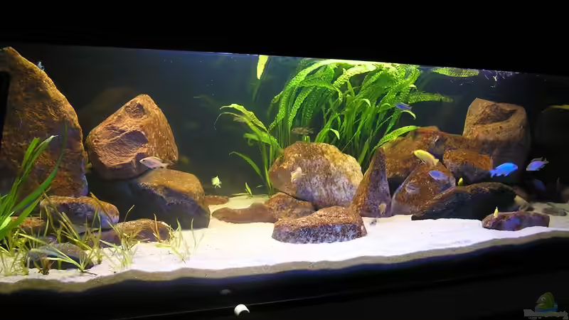 Oeli`s Non Mbuna Tank Jan. 2010 von Oeli (35)