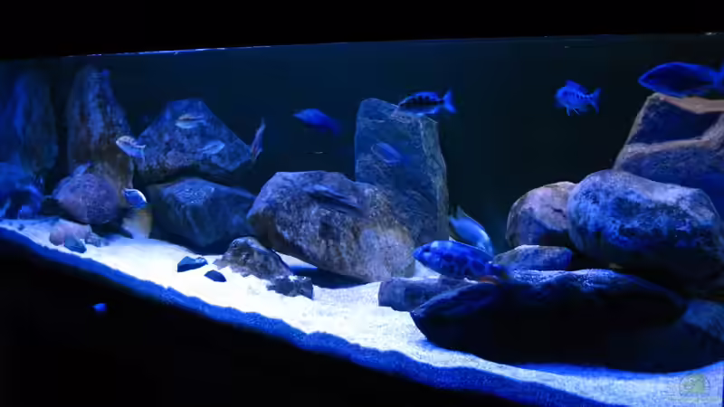 Oeli`s Non Mbuna Tank Okt. 2011 von Oeli (37)