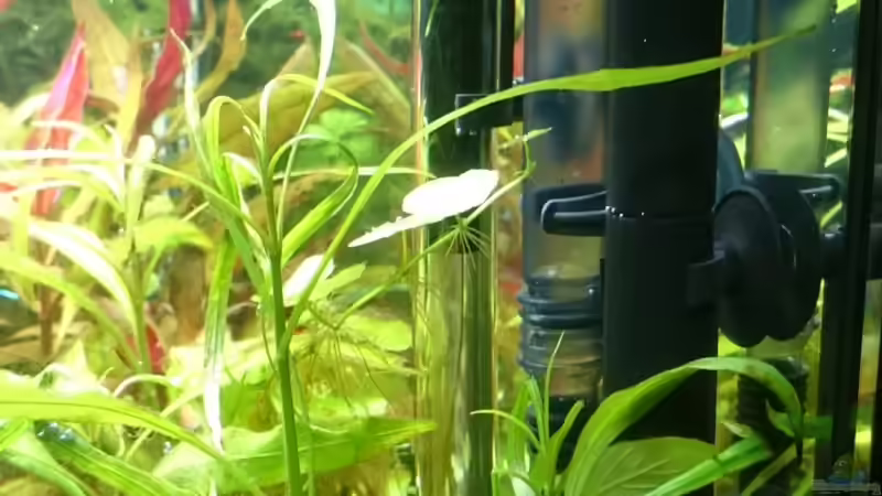 OFA mit Eheim Installationsset direkt nach dem Einbau von kNaLLeR (12)