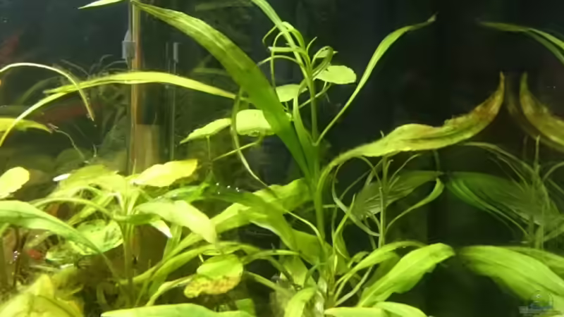 OFA mit Eheim Installationsset von kNaLLeR (11)