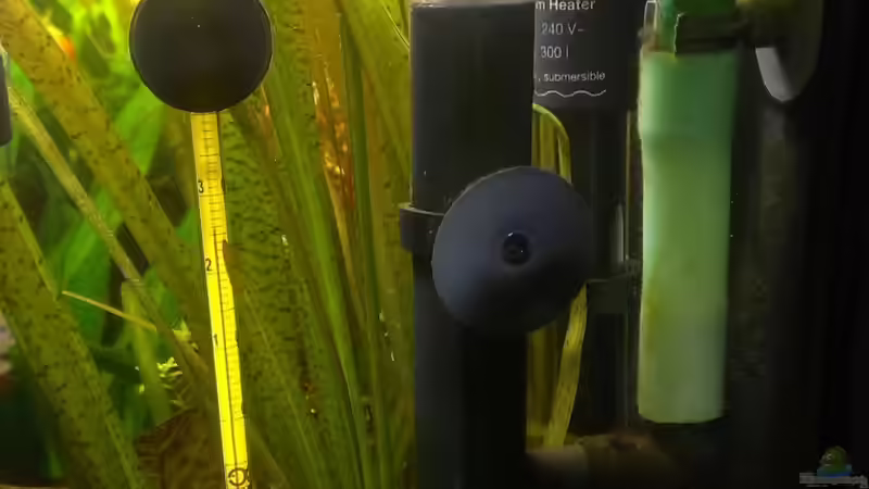 OFA Walther von Pflanzenfreund (16)