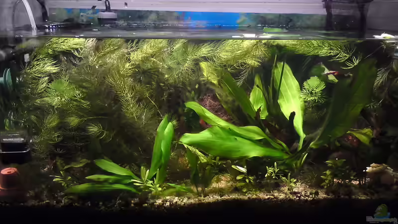 offenes 54l Gesellschaftsbecken von Aquamaster (1)