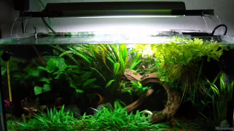 offenes Becken mit Leuchtbalken von Aquarienfreund44 (5)