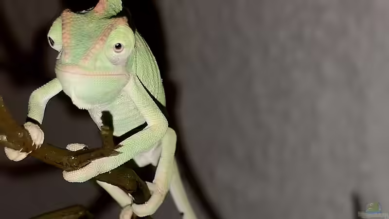 Oh, er wächst <3 von Cichliden-Kabuff (28)