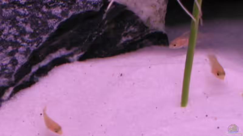 Oh, kleine Malawi Babys von Malawifreak (10)