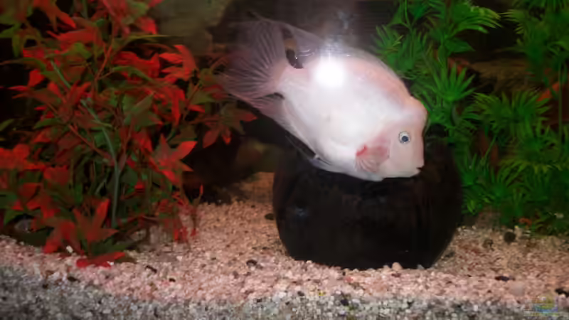 oh die Nuss ist voll von fischmutti (15)