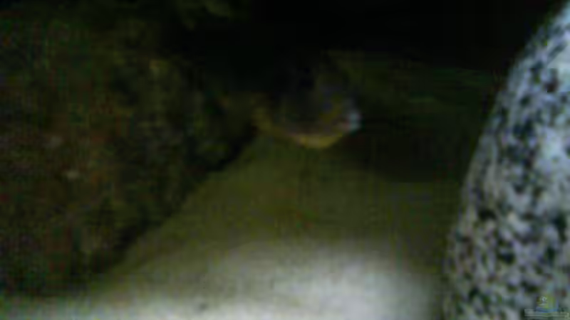 ohhh..ein riesiges doppelkinn,kein interesse an futter,ständig versteckt...was bahnt von LaEy (70)