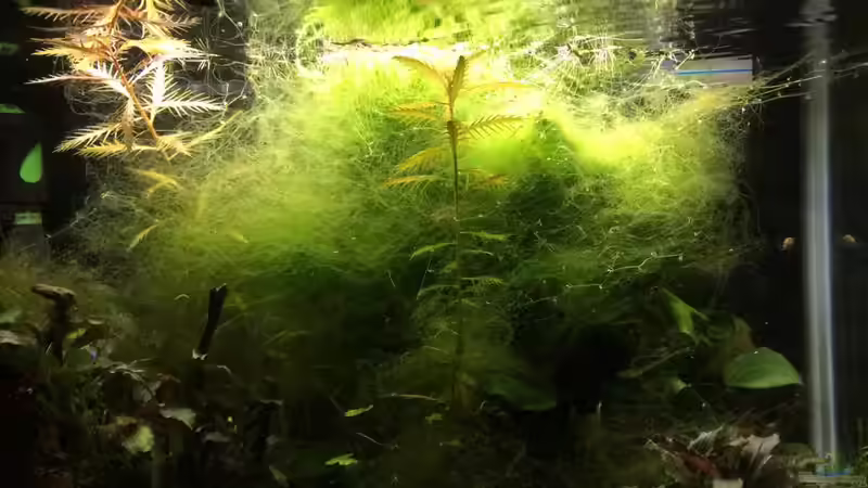 Ohne Aquarienfresher gab es vorher jede Menge Fadenalgen... von Helga Kury (3)