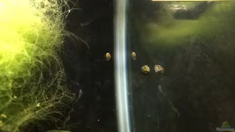 Ohne Aquarienfresher gab es vorher jede Menge Fadenalgen... von Helga Kury (4)