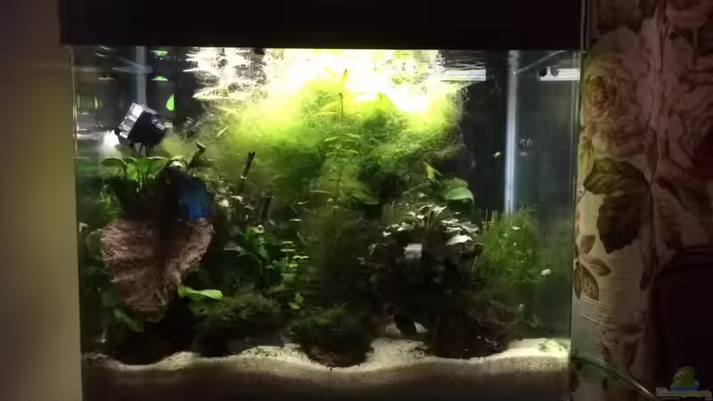 Ohne Aquarienfresher gab es vorher jede Menge Fadenalgen... von Helga Kury (5)