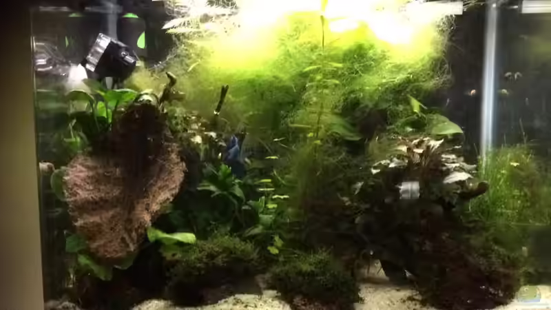 Ohne Aquarienfresher gab es vorher jede Menge Fadenalgen... von Helga Kury (6)