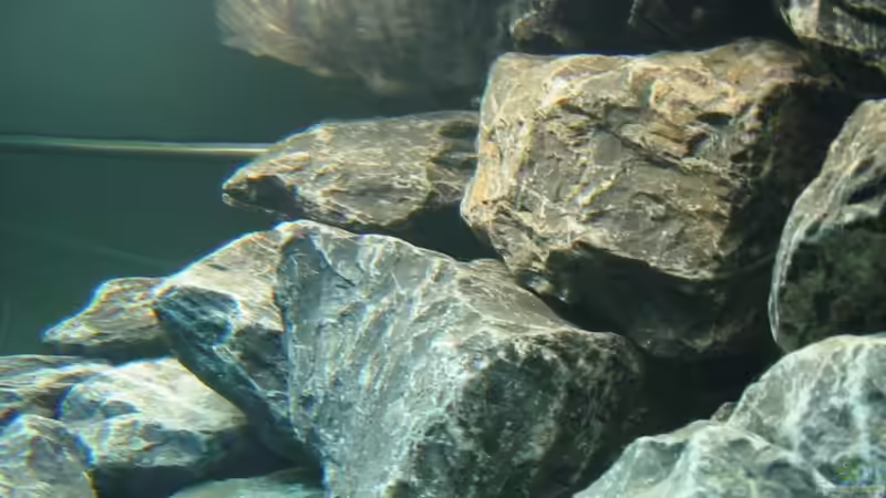 ohne Aufwuchs 30.11.2008 von THORS10 (10)