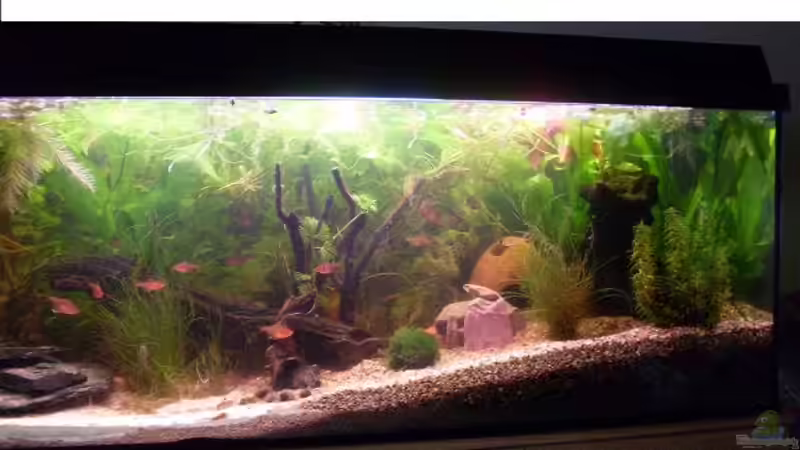 ohne Blitz 160 l Becken von lichterschein (4)