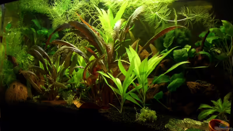 ohne die Hornkrautmasse von DerAusDemNixKam (5)